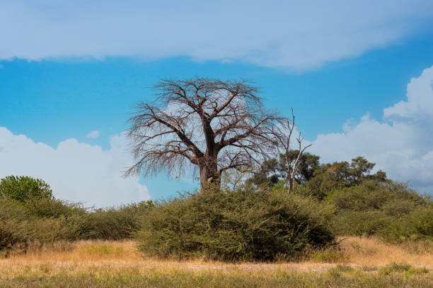 istock Moremi game reserve landscape, Africa wilderness 1090438320