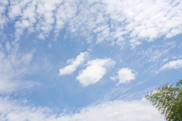 istock cloudy and treetop of bamboo 1090438694