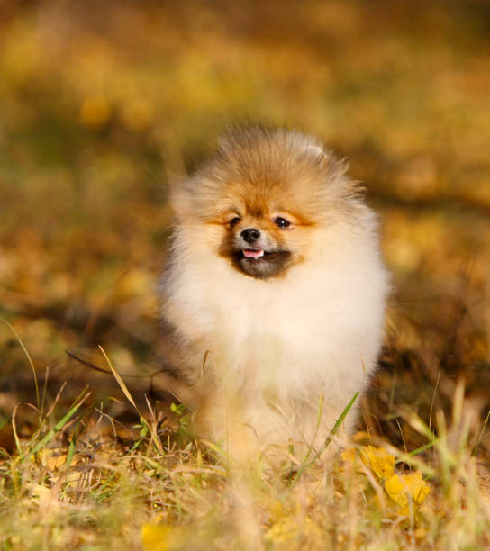 ritratto di un cucciolo felice della pomerania tedesca. - meadow single lane road nature field foto e immagini stock
