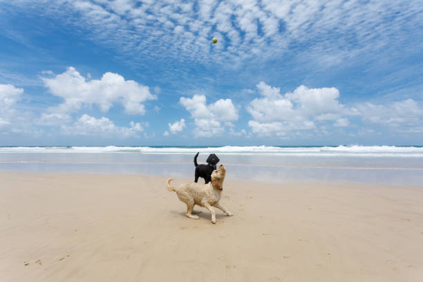 istock Two Happy Dogs Playing On Pet Friendly Pristine Beach 1090442364