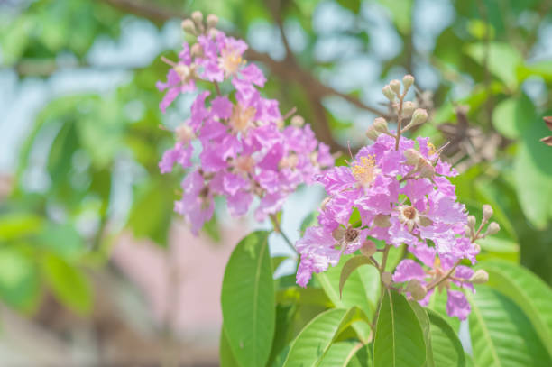 istock Beautiful of Pink tree flowers 1090442706