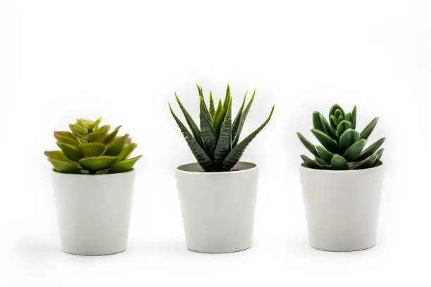 Natural green succulents cactus, Haworthia attenuata in white flowerpot isolated on white background