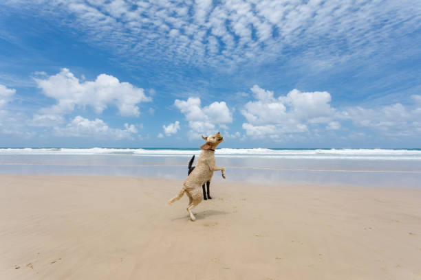 istock Two Happy Dogs Playing On Pet Friendly Pristine Beach 1090442886