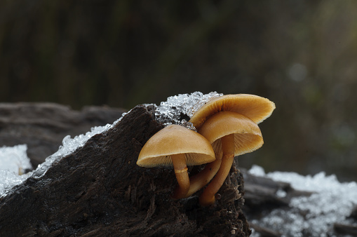 Galerina marginata, poisonous mushroom