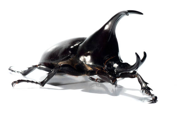 istock Rhinoceros beetle on white background 1090443340