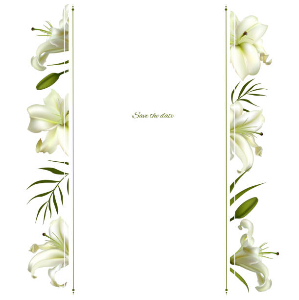 istock Flowers. Floral background. Lilies. White. Green leaves. Border. 1090444884