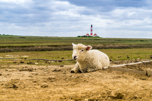 istock Lamb at Westerheversand lighthouse North Sea 1090447600