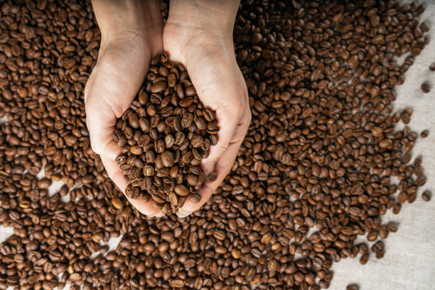 istock Coffee beans in hands. Hands take a handful of coffee beans from burlap bag. 1090449976