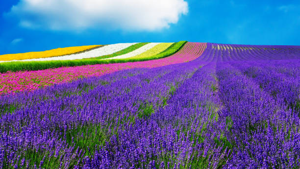 lavendel und anderen blume feld in hokkaido, japan - natur hintergrund - flower nature lavender lavender coloured stock-fotos und bilder