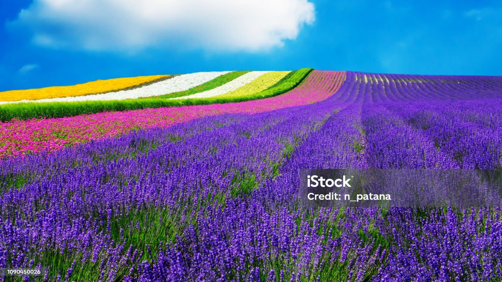 lavender and another flower field in hokkaido , Japan - nature background Hokkaido Stock Photo