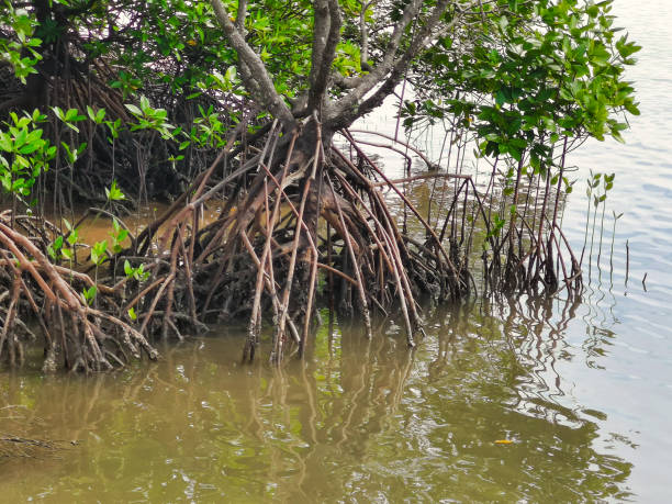 istock Endangered species Mangrove forest roots ecosystem close-up 1090453126