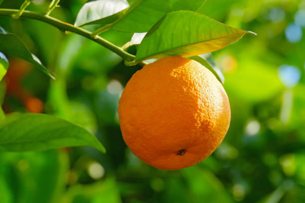 istock A ripe orange on tree - citrus fruit 1090454644