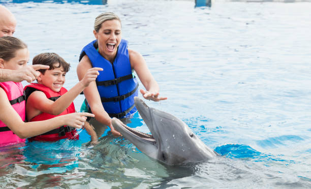 Family interacting with dolphin at marine park A family with two children, 11 and 12 years old, visiting a marine education park. They are wearing life jackets, standing waist deep in water, playing with a bottlenose dolphin. waist deep in water stock pictures, royalty-free photos & images