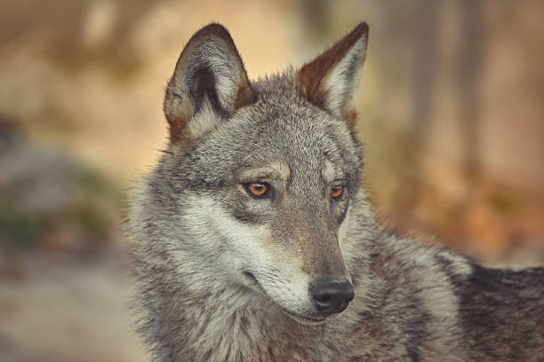 istock Portrait of wolf 1090454720