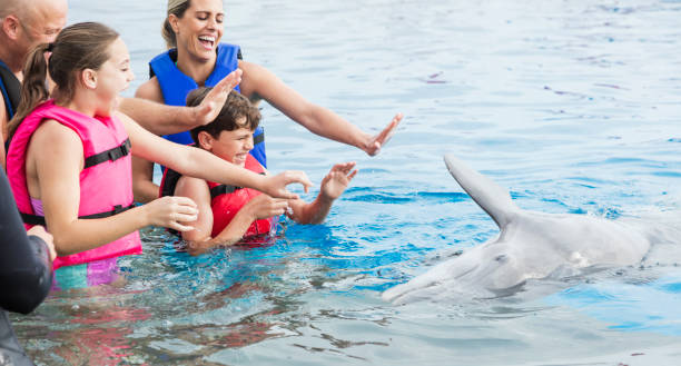 istock Family interacting with dolphin at marine park 1090454810