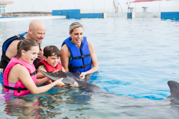 istock Family interacting with dolphin at marine park 1090454818