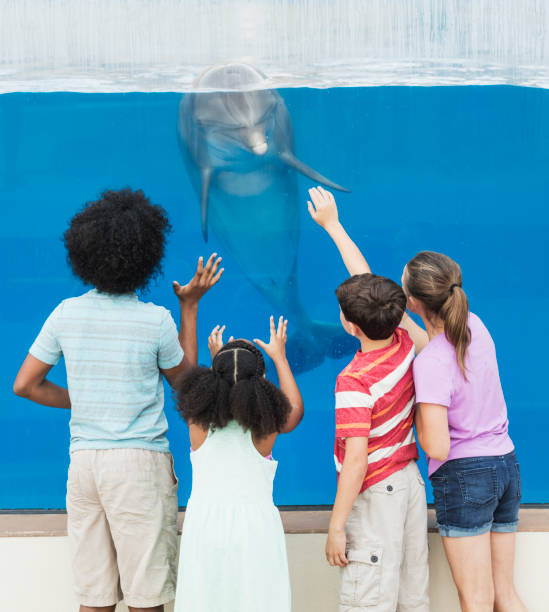 istock Four children watching dolphin thru underwater window 1090455124