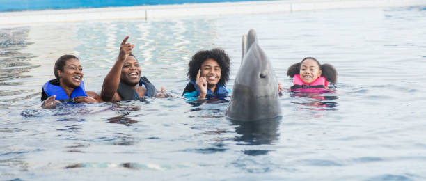 istock Family interacting with dolphin at marine park 1090455384