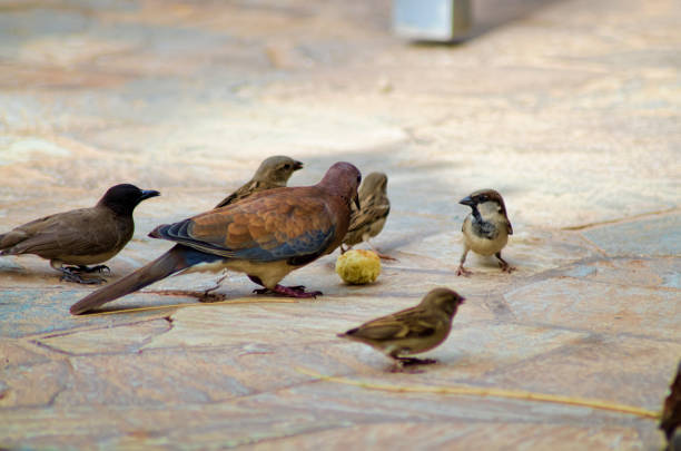 A group of birds eating food at Ozone outdoor Cafe, Kkhartoum, Sudan.
