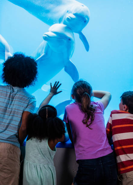 istock Multi-ethnic children at the aquarium watching dolphins 1090456932