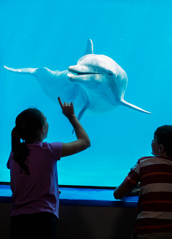 Two children at an aquarium, looking at a bottlenose dolphin swimming underwater. The curious and friendly dolphin is looking back at the spectators through the glass window of his enclosure.