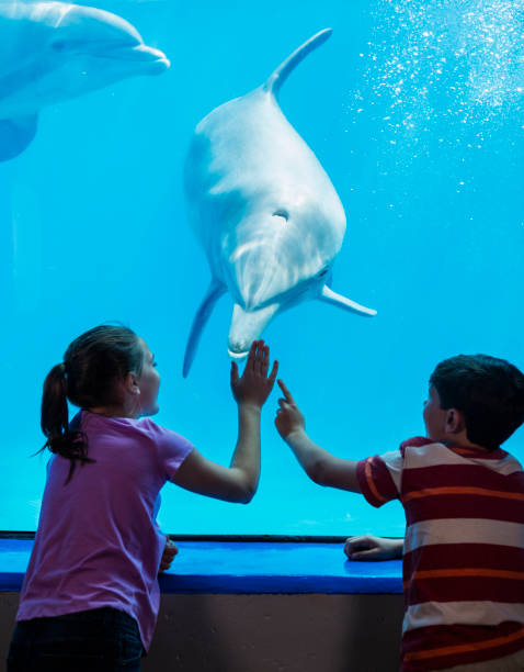 golfinho e crianças assistindo uns aos outros - dolphin aquarium bottle nosed dolphin smiling - fotografias e filmes do acervo