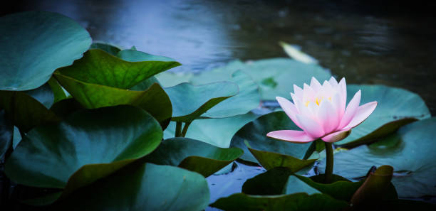 istock Lily pads blooming in the pond 1090457842