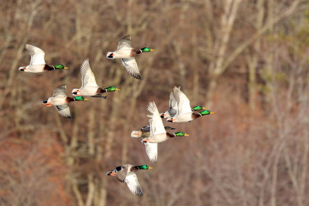 istock Flock of Mallard Ducks 1090460200