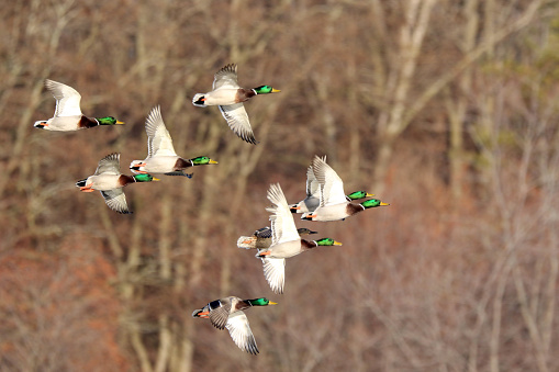 Large number of ducks flying low over marshy area in New Mexico in southwestern USA, North America
