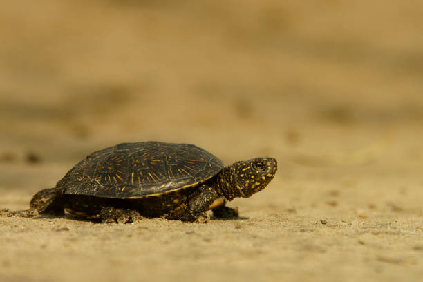 istock European Pond Turtle on the stone (Emys orbicularis) 1090460436