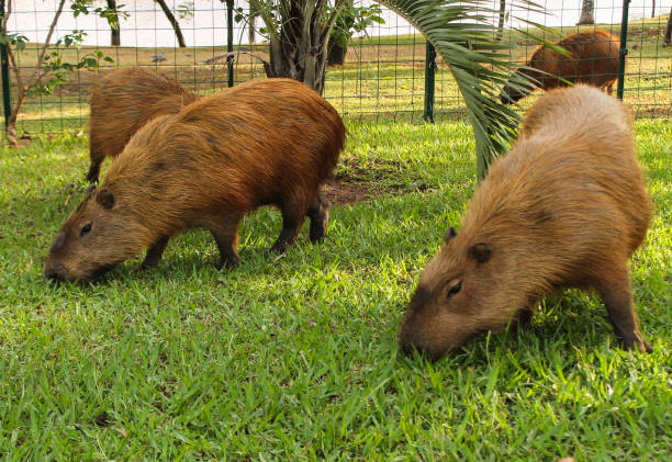 istock Capybara family eating 1090463212