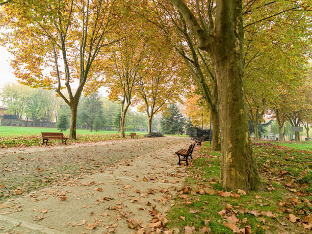 istock Beautiful autumn and leaves in public park 1090465832
