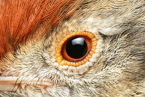 animal eye capybara closeup