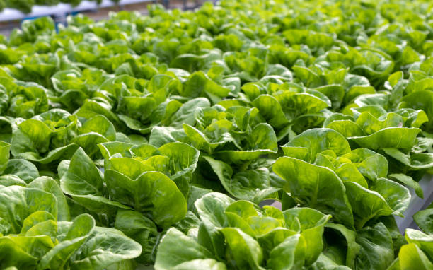 istock Hydroponic vegetables salad. Health food concept. 1090467876