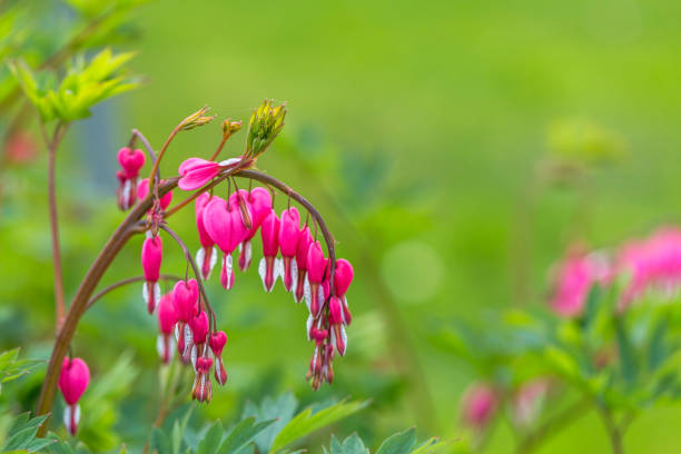 istock bleeding heart - Lamprocapnos spectabilis 1090468288