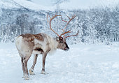 Reindeer standing in snowcovered wilderness of Troms County, Norway