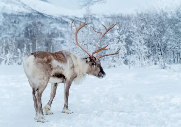 Reindeer standing in snowcovered lapland wilderness of Troms County, Norway