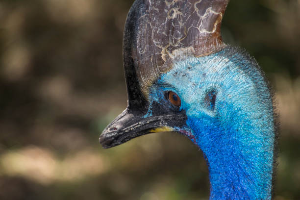 istock portrait of wild animal 1090469716