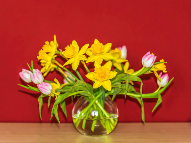 tulips and yellow daffodils - spring flowers in a vase in front of red wall