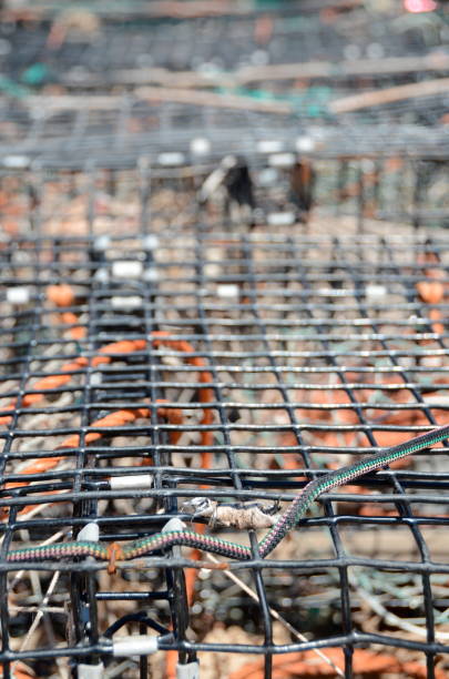 istock fishing and lobster cage trap closeup 1090472654