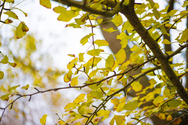 istock Ginkgo leaves on tree in autumn season 1090474098