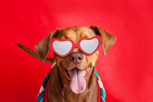 Simpatico pit bull dog in maglione e occhiali da cuore - foto stock