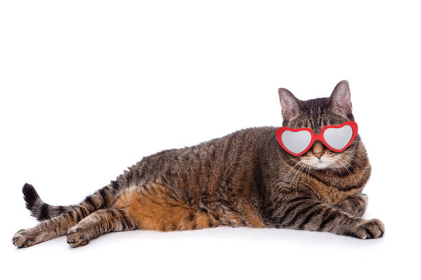 istock Big Tabby Cat Wearing Heart Glasses Isolated on White 1090474900
