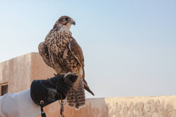 man holding his falcon before using it to hunt man holding his falcon before using it to hunt birds and rabbits on the desert. qatar photos stock pictures, royalty-free photos & images