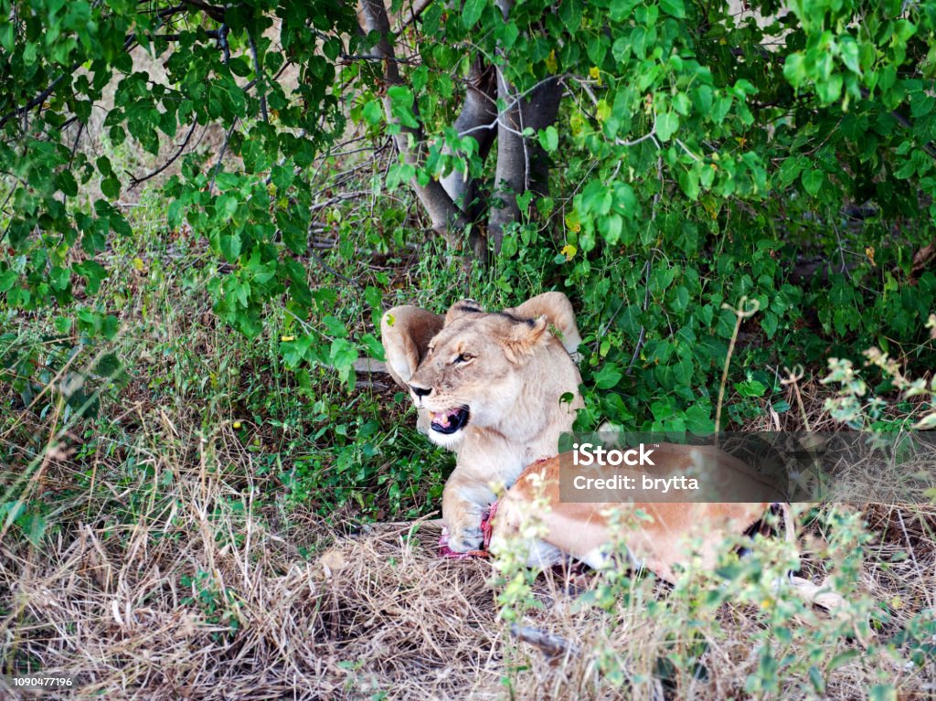 Lionne couchée près un impala juste tué, Botswana - Photo de Afrique libre de droits