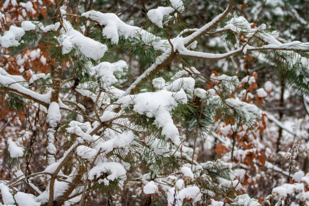 istock Coniferous tree covered with snow. Pine and spruce in the winter season. 1090480170