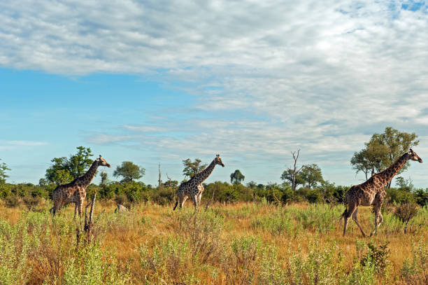 istock Giraffes walking in the  Selinda National Park,Botswana 1090482084