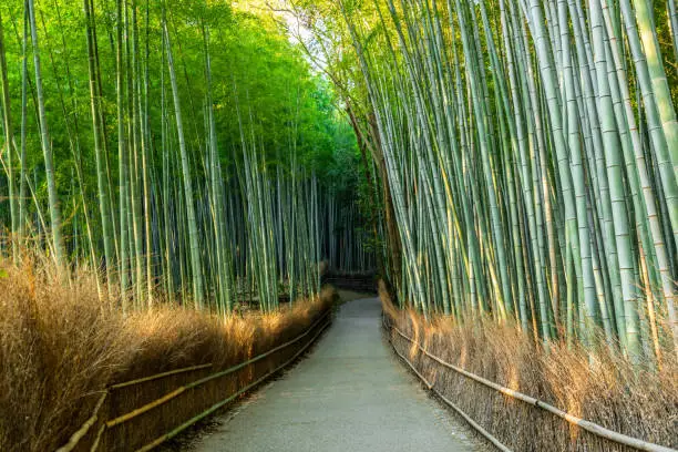 Photo of beautiful walkway in green bamboo forest, tourist famous place in Japan, Kyoto, Arashiyama