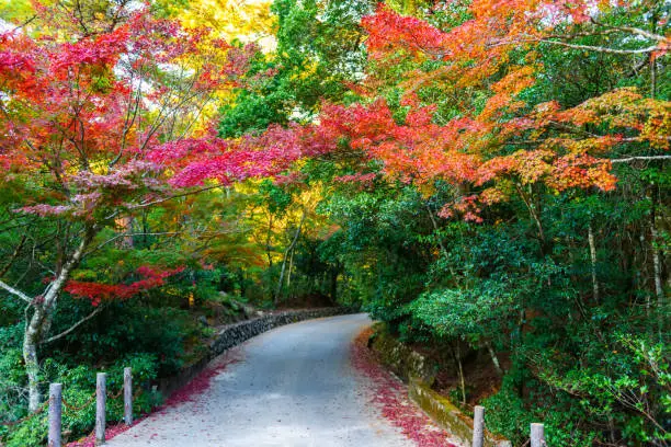 Photo of beautiful Japanese garden with walkway, autumn background