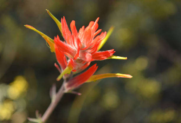 istock Wildflower in Grand Canyon 1090482764